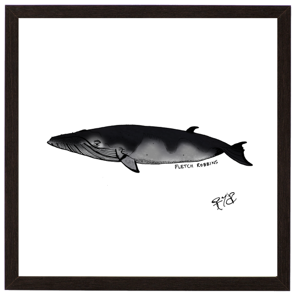 Minke whale print