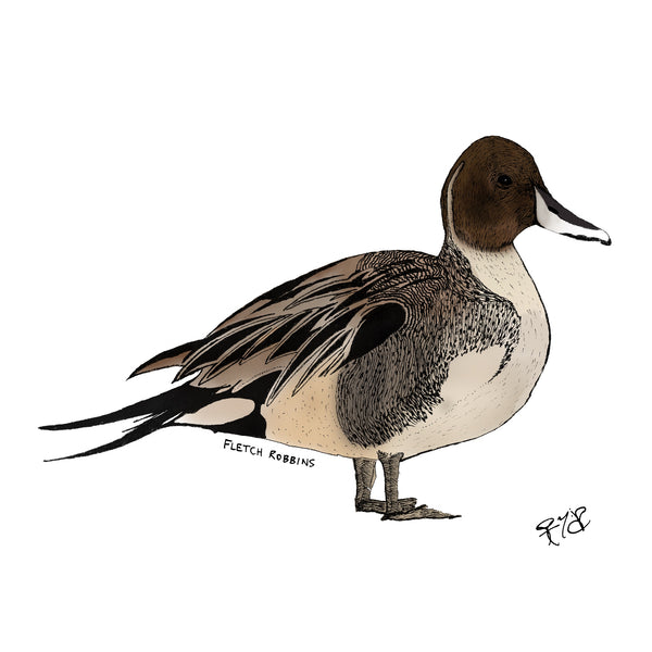 Pintail duck print