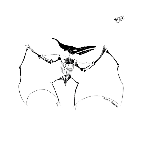 Pteranodon Fossil Print